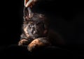 German shepherd puppies studio portrait on black Royalty Free Stock Photo