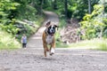 8 weeks young purebred golden german boxer dog puppy running and junping Royalty Free Stock Photo