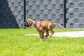 8 weeks young purebred golden german boxer dog puppy running and junping Royalty Free Stock Photo