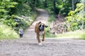 8 weeks young purebred golden german boxer dog puppy running and junping Royalty Free Stock Photo