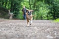 8 weeks young purebred golden german boxer dog puppy running and junping