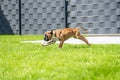 8 weeks young purebred golden german boxer dog puppy running and junping Royalty Free Stock Photo