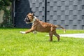 8 weeks young purebred golden german boxer dog puppy running and junping Royalty Free Stock Photo