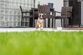 8 weeks young purebred golden german boxer dog puppy running and junping Royalty Free Stock Photo