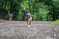 8 weeks young purebred golden german boxer dog puppy running and junping Royalty Free Stock Photo