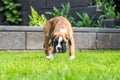 8 weeks young purebred golden puppy german boxer dog