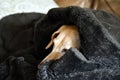 A weenie dog in blanket sleeping