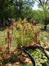 Weep in the breeze red amaranth