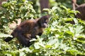 Weeper Capuchin, Cebus olivaceus, looking for food