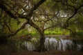 Weeping Willow Tree of the Haunted Swan lake of Victoria BC