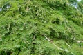 Weeping Bald Cypress Tree