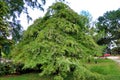 Weeping Bald Cypress Tree