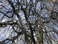 The weeping beech Fagus sylvatica Pendula or Trauerbuche, Villa Boveri, Baden Royalty Free Stock Photo