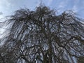 The weeping beech Fagus sylvatica Pendula or Trauerbuche, Villa Boveri, Baden Royalty Free Stock Photo