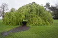Weeping Beech Tree Royalty Free Stock Photo