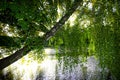 Weeping birch