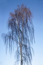 Weeping birch