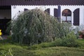 The weeping birch, Betula pendula \