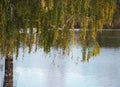 Weeping Birch Or Betula Pendula In Autumn