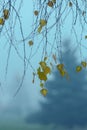 Weeping birch branch with yellow leaves