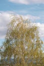 Early Spring Weeping Birch Against a Cloudy Sky Royalty Free Stock Photo