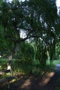 Weeping birch under amazing sunlight