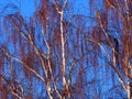 Weeping Birch In Winter