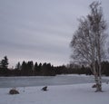 Weeping Birch In Winter