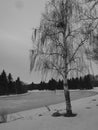 Weeping Birch In Winter