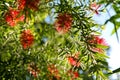 Weeping Bottlebrush