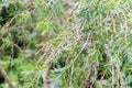 The weeping bottlebrush or creek bottlebrush tree Royalty Free Stock Photo