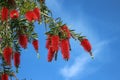 Weeping Bottlebrush Tree Royalty Free Stock Photo