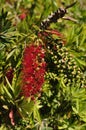 Weeping bottlebrush tree callistemon viminalis.