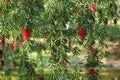 Weeping bottlebrush tree with red blooms