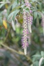 Weeping buddleja, Rostrinucula dependens, hanging racemes with pink flowers