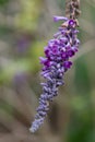 Lindleyâs butterflybush Buddleja lindleyana, purple flower