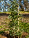 Weeping cedar in forest in process of reforesting Royalty Free Stock Photo