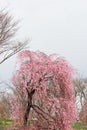 Weeping cherry blossoms at Funaoka Castle Ruin Park,Shibata,Miyagi,Tohoku,Japan in spring. Royalty Free Stock Photo