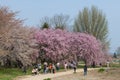 Weeping Cherry blossoms or Sakura in Tenshochi park, Japan