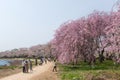 Weeping Cherry blossoms or Sakura in Tenshochi park, Japan