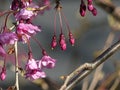 Weeping Cherry Tree in Bloom. Close up of Buds and Flowers.