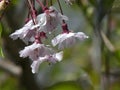 Weeping Cherry Tree in Bloom. Close up of Flowers.