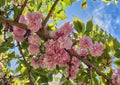 Weeping cherry tree blossom against a blue sky Royalty Free Stock Photo