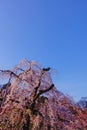 Weeping cherry tree and blue sky Royalty Free Stock Photo