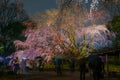 Weeping cherry tree in full bloom of Rikugien