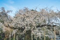 Weeping Cherry Tree at Maruyama Park, Kyoto City
