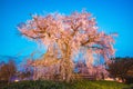 Weeping cherry tree in Maruyama Park, Kyoto, Japan at night Royalty Free Stock Photo