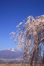 Weeping cherry tree and mountain