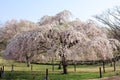 Weeping cherry tree in Sakura no sato