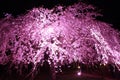 Weeping cherry tree in Sakura no sato night scene